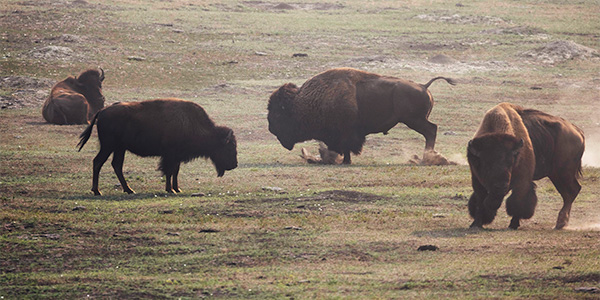 buffalo grazing in an open field